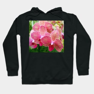 Pink and White Orchids Hoodie